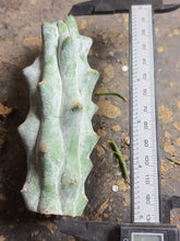 Load image into Gallery viewer, Stenocereus beneckei
