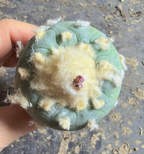 Load image into Gallery viewer, Lophophora peyote

