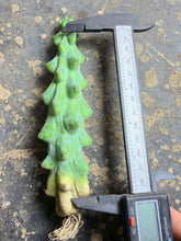 Load image into Gallery viewer, Boobie Cactus’ Myrtillocactus geometrizans 'Fukurokuryuzinboku'
