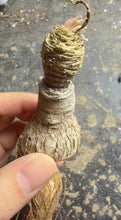Load image into Gallery viewer, Euphorbia labatii, Rare Caudex Succulent, Collector Caudiciform Plant
