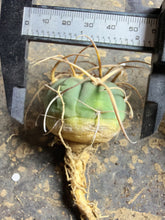 Load image into Gallery viewer, Gymnocalycium spegazzinii subsp. cardenasianum 'Long Spine Form'
