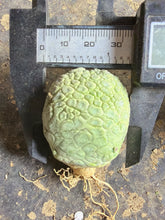 Load image into Gallery viewer, Pseudolithos cubiformis
