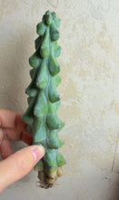 Load image into Gallery viewer, Boobie Cactus’ Myrtillocactus geometrizans 'Fukurokuryuzinboku'
