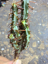 Load image into Gallery viewer, Euphorbia aeruginosa
