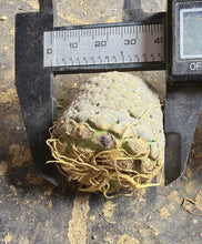 Load image into Gallery viewer, Euphorbia piscidermis
