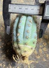 Load image into Gallery viewer, Cipocereus bradei（Blue Torch Cactus
