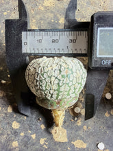 Load image into Gallery viewer, Astrophytum asterias 'Super Kabuto
