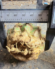 Load image into Gallery viewer, Grafted Ariocarpus kotschoubeyanus
