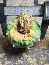 Load image into Gallery viewer, Astrophytum asterias cv. Kikko
