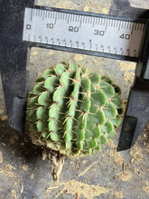 Load image into Gallery viewer, Parodia buiningii
