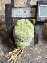 Load image into Gallery viewer, Pseudolithos cubiformis
