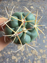 Load image into Gallery viewer, Thelocactus hexaedrophorus var. fossulatus
