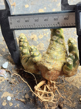Load image into Gallery viewer, Dorstenia horwoodii
