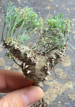 Load image into Gallery viewer, Sarcocaulon peniculinum
