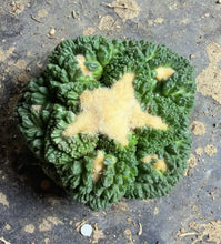 Load image into Gallery viewer, Ariocarpus fissuratus 'Godzilla
