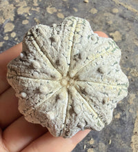 Load image into Gallery viewer, Astrophytum asterias 'Superkabuto' Starfish form
