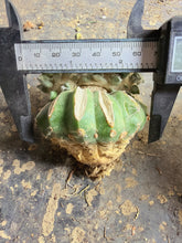 Load image into Gallery viewer, Grafted Ariocarpus kotschoubeyanus
