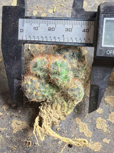 Load image into Gallery viewer, Mammillaria prolifera
