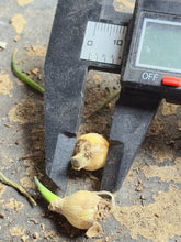 Load image into Gallery viewer, Massonia pustulata, Blistered Massonia, Hedgehog Lily, Rare Bulb Succulent
