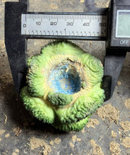 Load image into Gallery viewer, Ariocarpus fissuratus 'Godzilla
