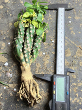 Load image into Gallery viewer, Euphorbia Royleana bois
