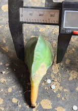 Load image into Gallery viewer, Astrophytum myriostigma
