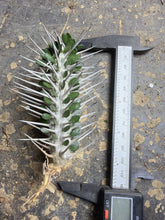 Load image into Gallery viewer, Alluaudia montagnacii, Madagascar Ocotillo, Hell Demon Needle, Rare Spiny Succulent
