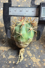 Load image into Gallery viewer, Ferocactus gracilis H.E.Gates

