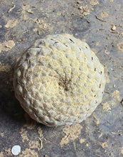 Load image into Gallery viewer, Euphorbia piscidermis
