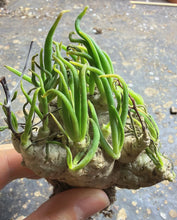 Load image into Gallery viewer, Tylecodon reticulatus
