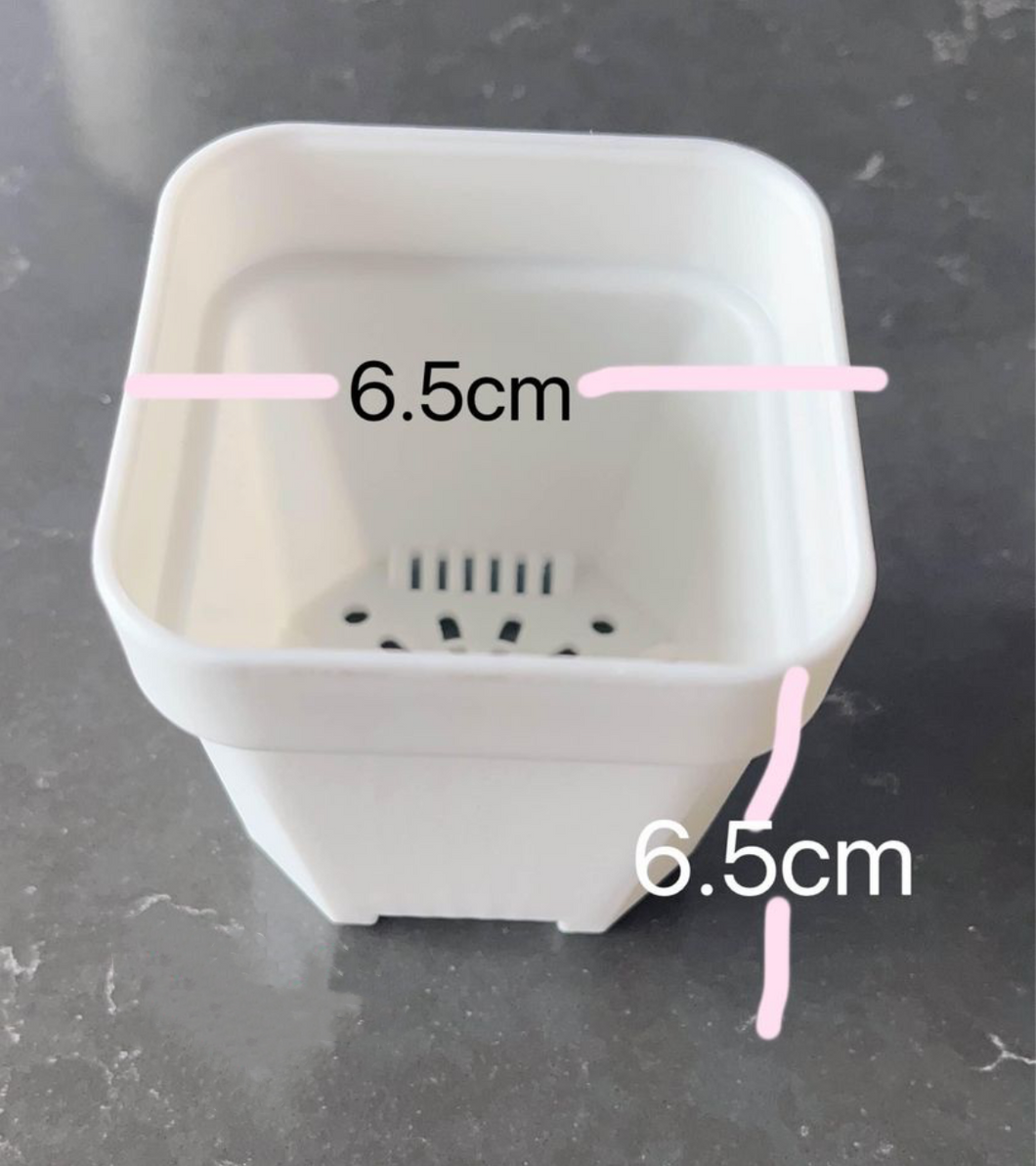 Plastic pots( 5pcs)